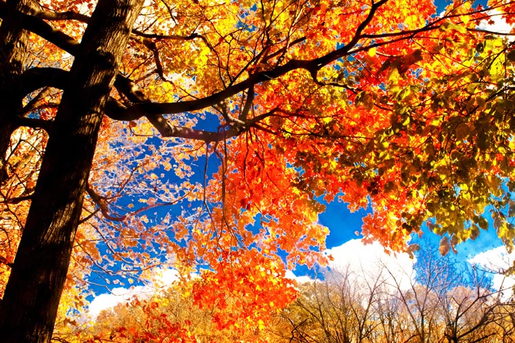 Autumn in Niagara